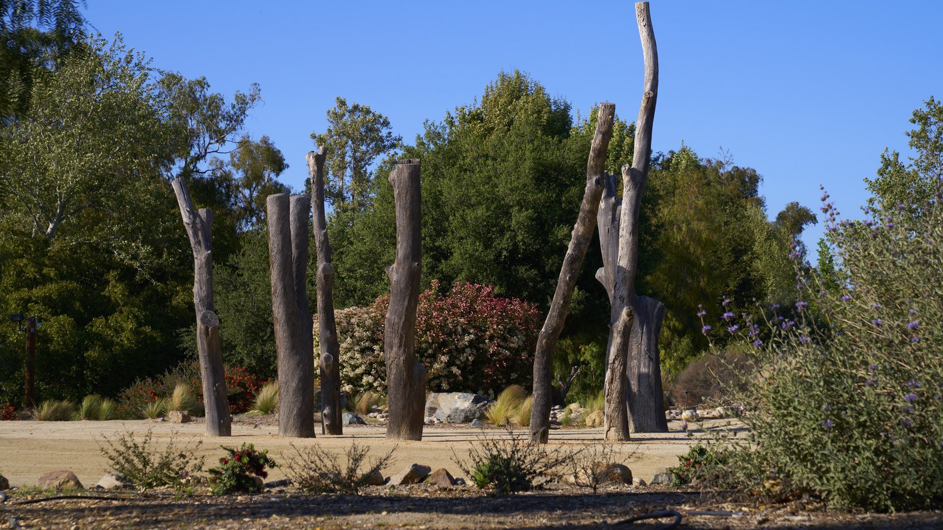 Unique artistic garden installation at Galway Downs with weathered wood sculptures, desert landscaping, ornamental grasses, and mature trees creating distinctive outdoor wedding photo opportunities in Temecula