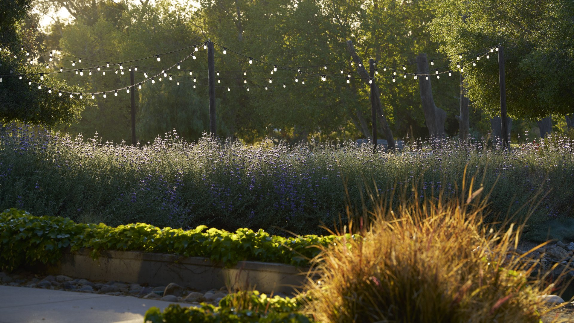 Romantic evening garden setting at Galway Downs featuring string light canopy, wildflower meadows, ornamental grasses, and golden hour lighting perfect for outdoor wedding receptions in Temecula wine country