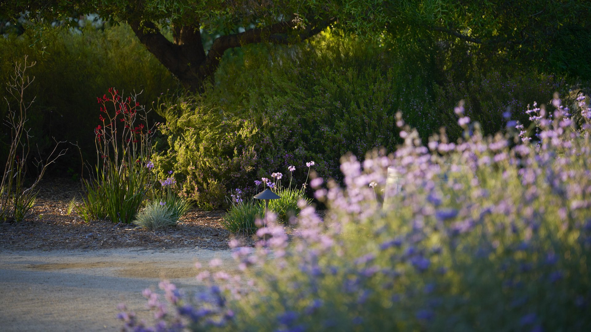 Charming garden pathways at Galway Downs with purple wildflowers, ornamental grasses, natural stone walkways, and mature trees creating romantic settings for wedding photography in Temecula, California