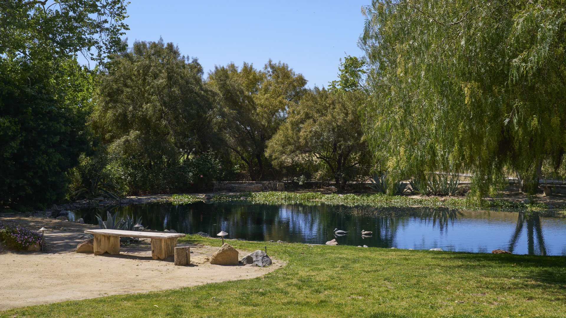 Tranquil natural pond at Galway Downs featuring wildlife including ducks, wooden benches, lush landscaping, and mature trees creating a peaceful setting for wedding photography in Temecula, California