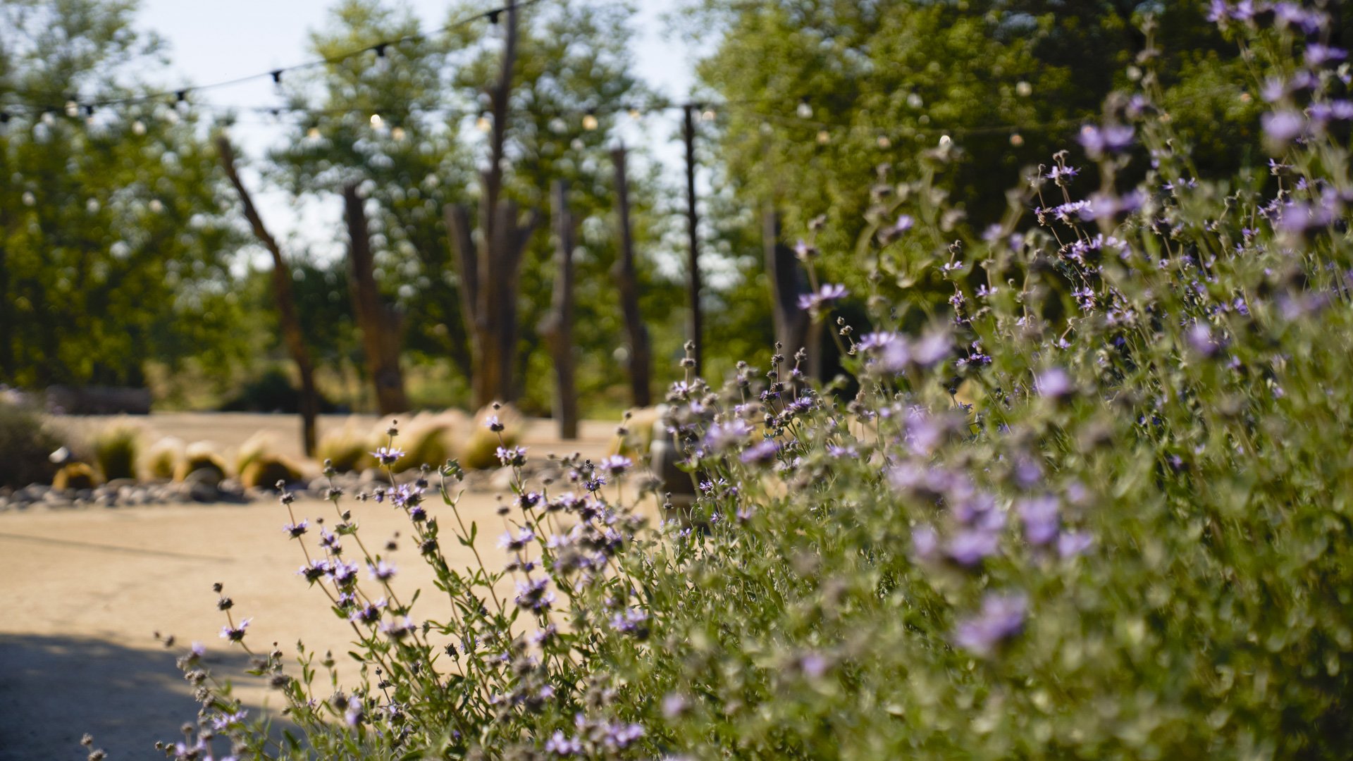 Beautiful purple wildflower gardens at Galway Downs featuring native California plants, string lighting through trees, and natural landscaping perfect for romantic wedding photography in Temecula wine country